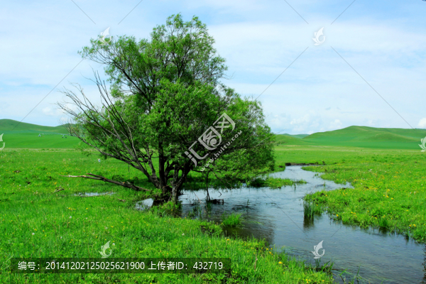 濕地,一棵樹