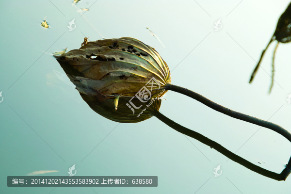 殘荷筆