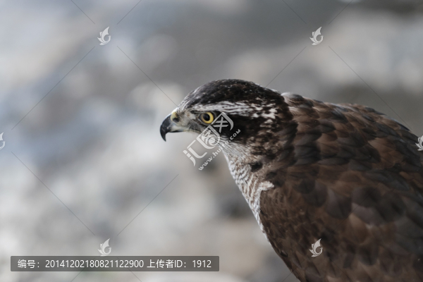 鷹眼