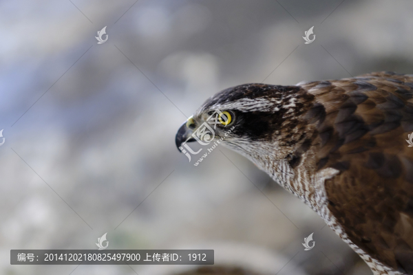 鷹