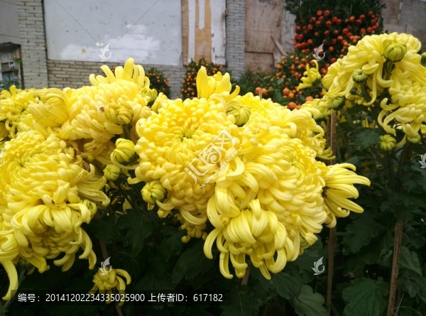 菊花,年菊