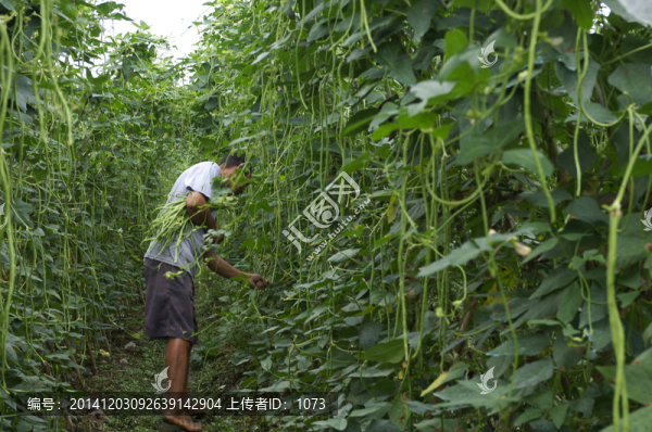 摘豆角的男人