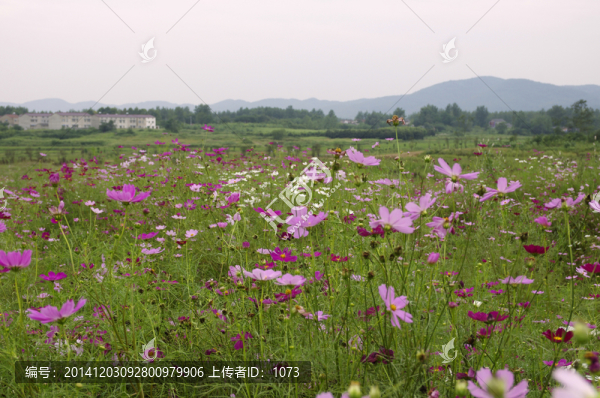 滁州城郊現(xiàn)代農(nóng)業(yè)觀光園