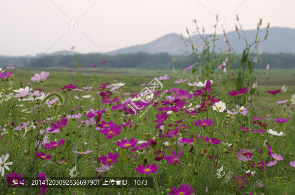 山野格桑花
