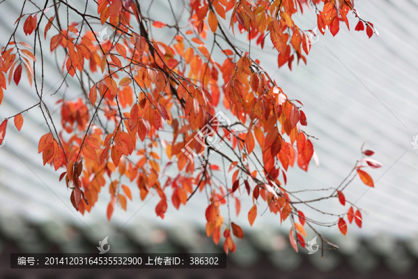 灰瓦紅葉