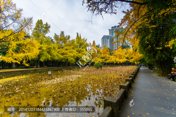 銀杏