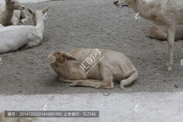 羊