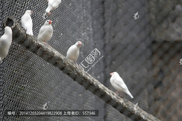 鳥