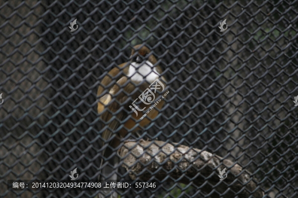 鳥(niǎo)