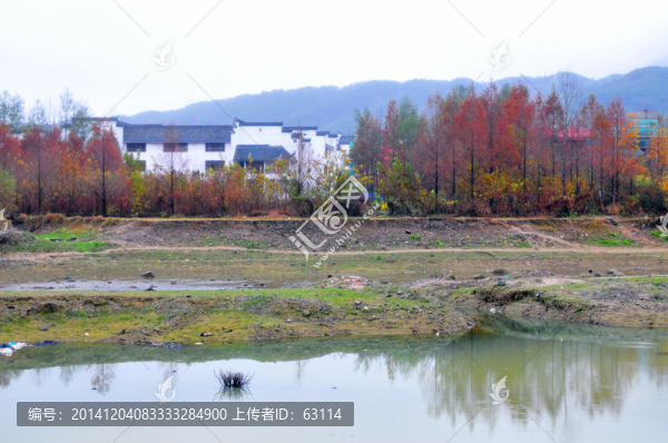 婺源秋色,最美鄉(xiāng)村,紅杉樹林
