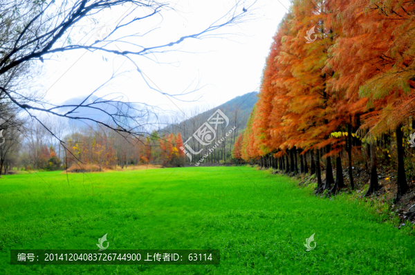婺源秋色,最美鄉(xiāng)村,紅杉樹林