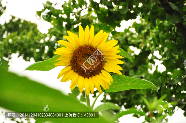 向日葵,向陽花,葵花,盛開,綻