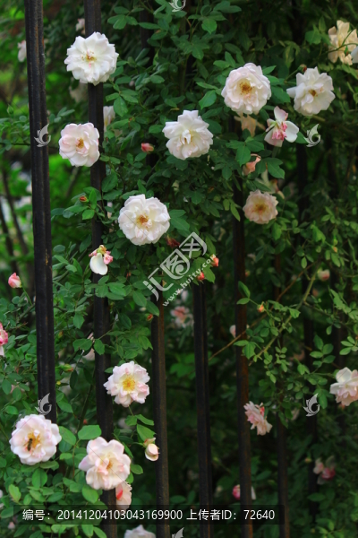 花蕾