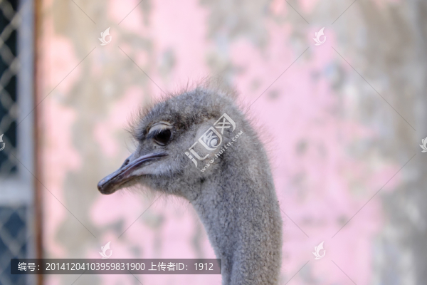 駝鳥