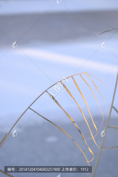 蘆葦