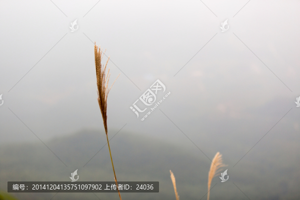 蘆葦,蘆花