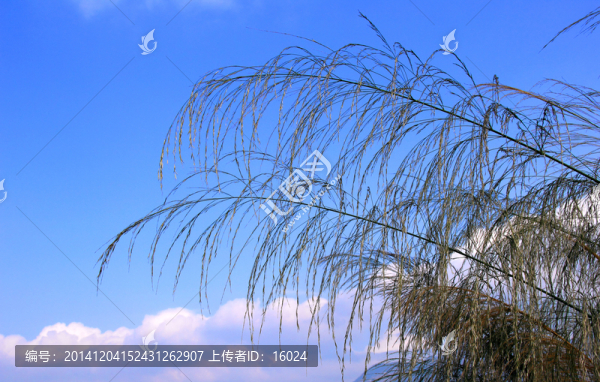 蘆葦草