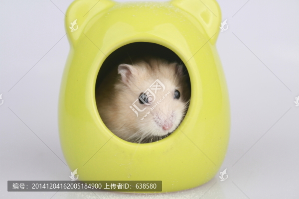倉鼠小屋看看
