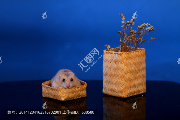 小倉鼠躲貓貓