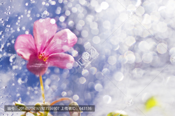 小花