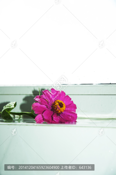 靜物菊花