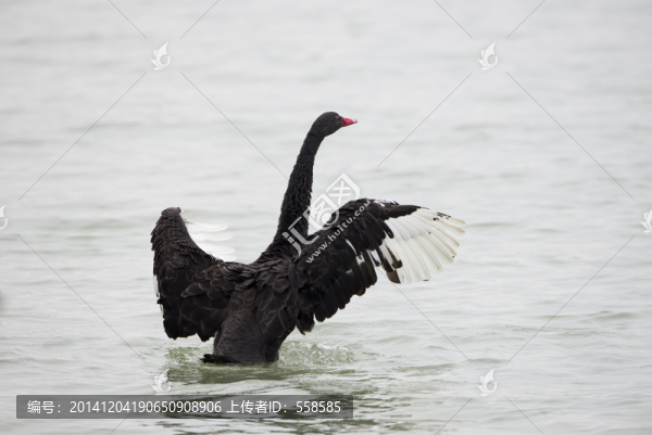 黑天鵝,飛羽,鳥
