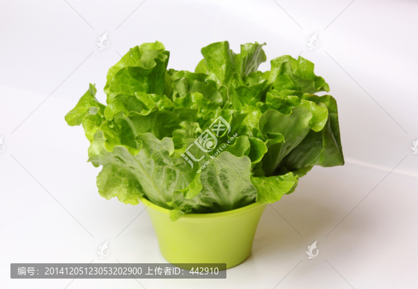 生菜