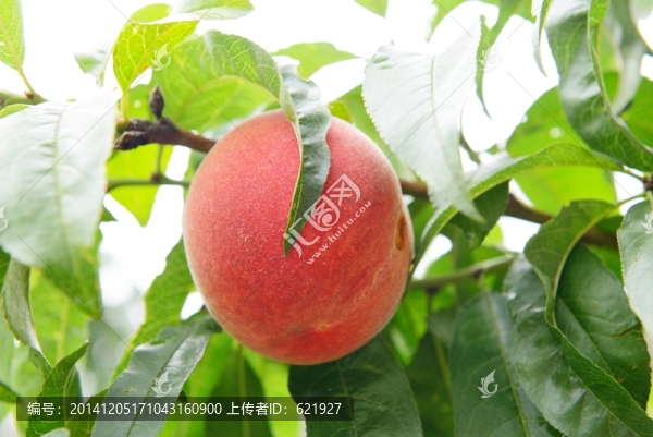水蜜桃