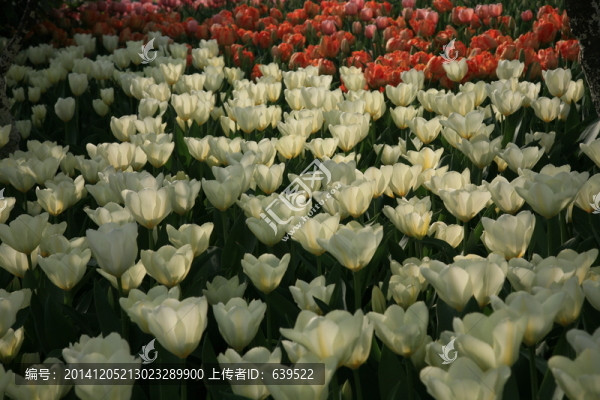 安徽省,合肥,植物園,郁金香