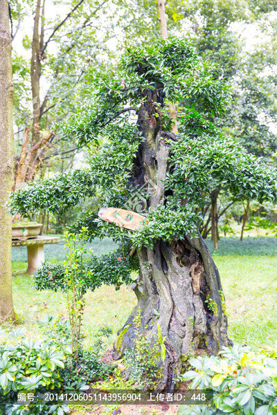 盆景,盆栽,觀賞植物,園林園藝