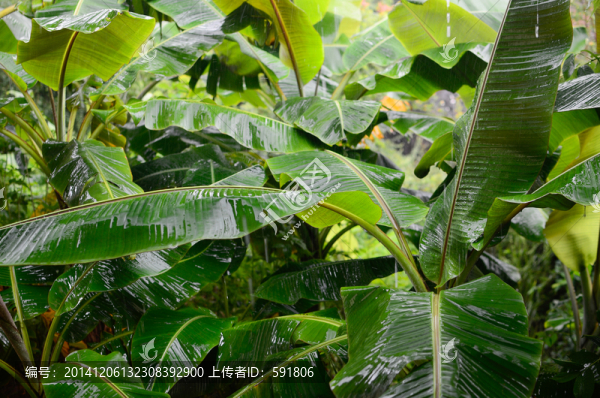 雨打芭蕉