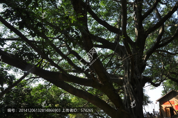樹木枝葉
