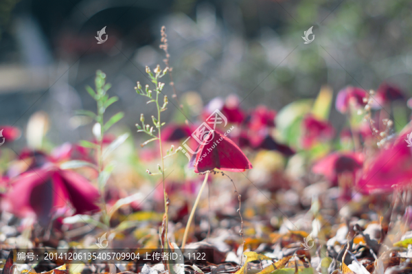 紅葉草