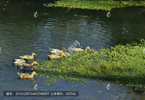水鴨,麻鴨