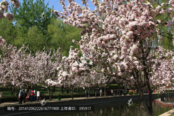 海棠花
