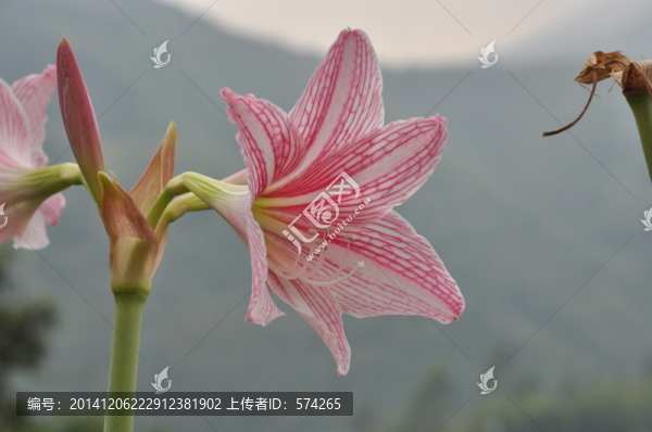 粉色的百合花特寫
