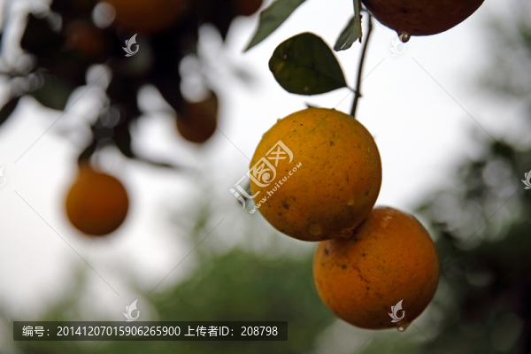 金橘
