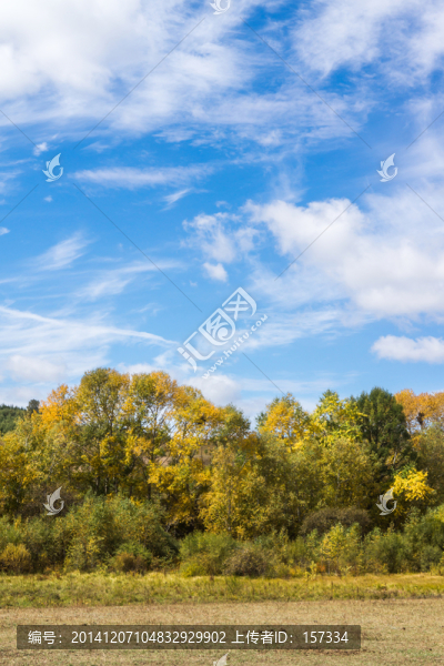 天空樹(shù)林秋色美景