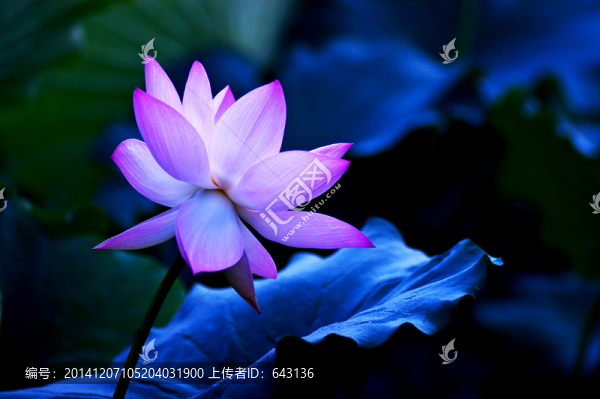 荷花盛開