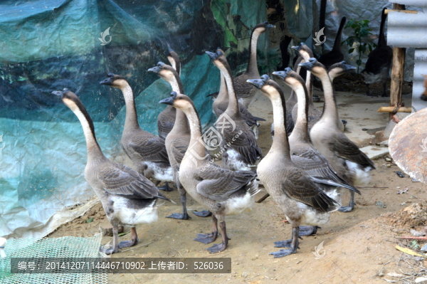 灰鵝群