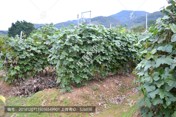 葛根種植地