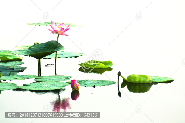 荷花疏影