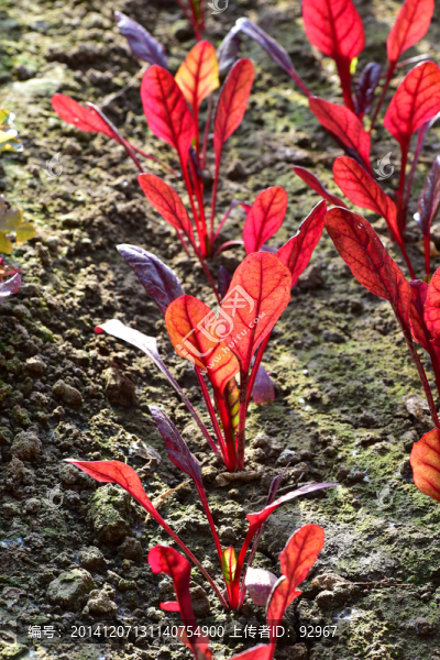 紅梗葉甜菜
