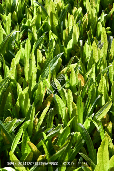 油麥菜