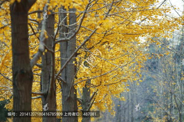 銀杏樹(shù)