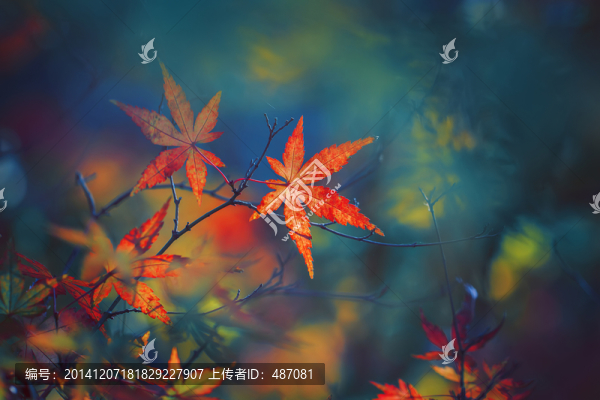紅楓