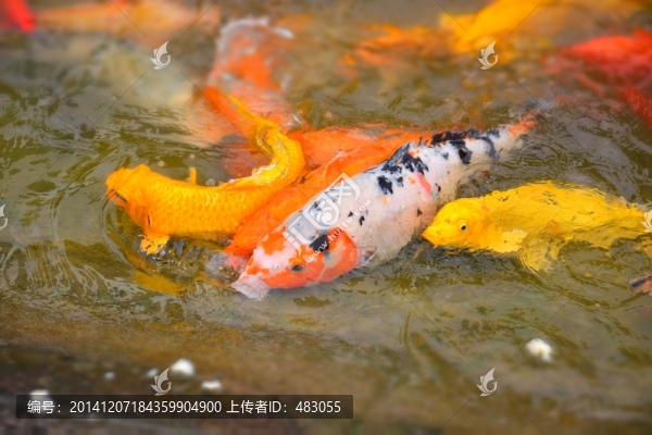 錦鯉