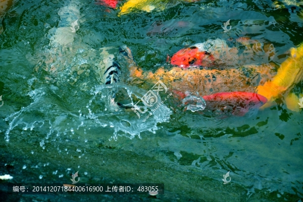 錦鯉