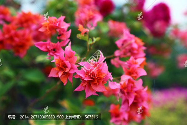 勒杜鵑