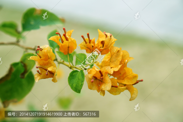 勒杜鵑
